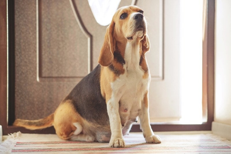 What Are the Vet Costs for a Pregnant Dog? 2026 Price Update
