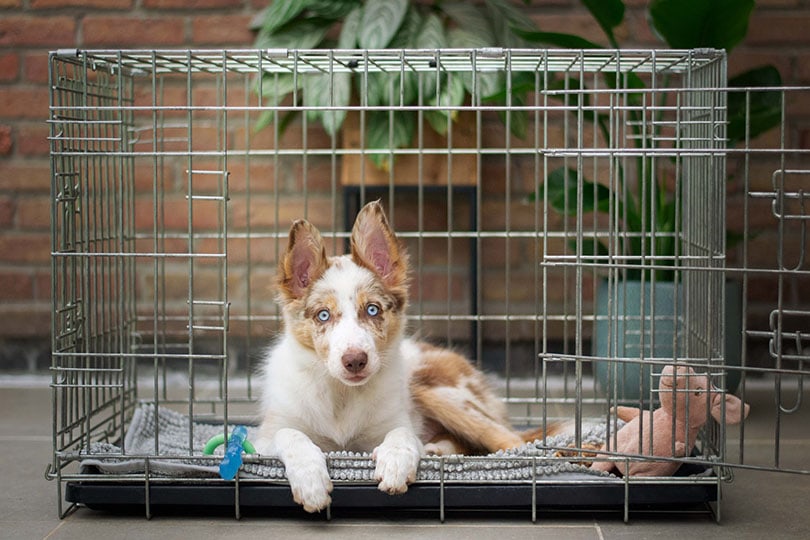 Why Does My Dog Poop in His Crate? 10 Vet-Verified Reasons & Solutions