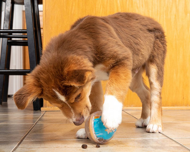 10 Best Dog Toys for Chewers in 2026 - Reviews & Top Picks