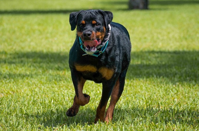 8 Amazing Off-Leash Dog Parks in Fairfax County, VA (With Pictures)