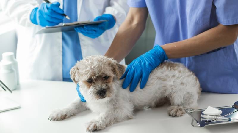 Endocrine Diseases in Dogs: Our Vet Explains Causes, Signs & Treatments