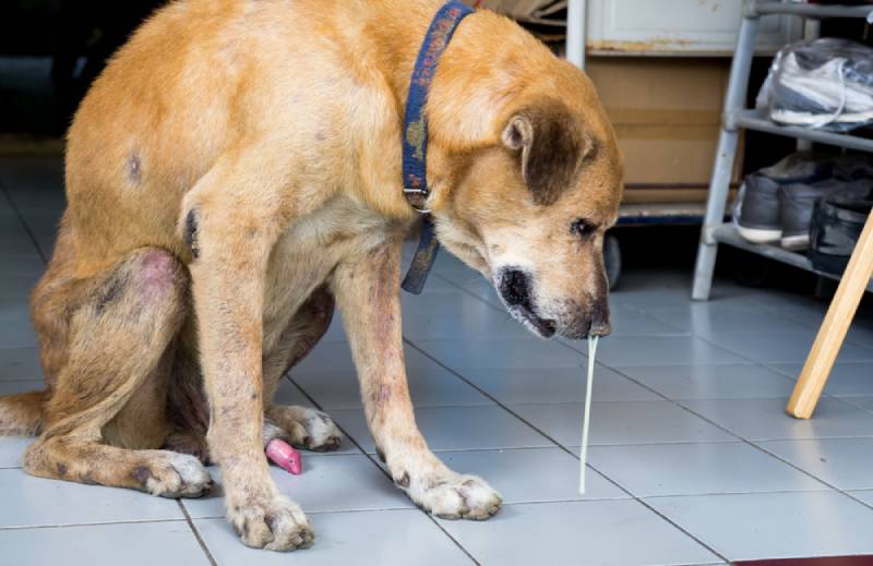 a sick brown dog with runny nose