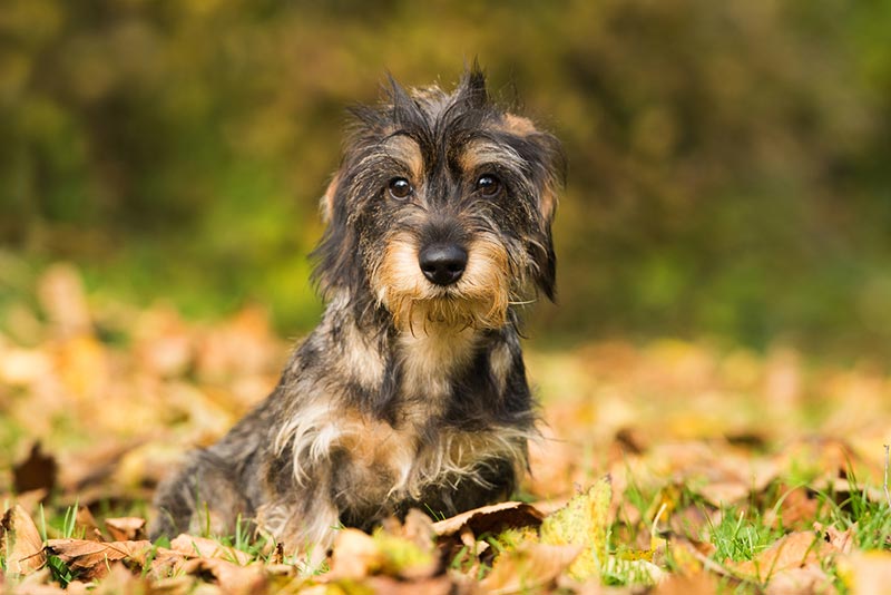 Silky Wire-Haired Dachshund: Info, Pictures, Origin & History