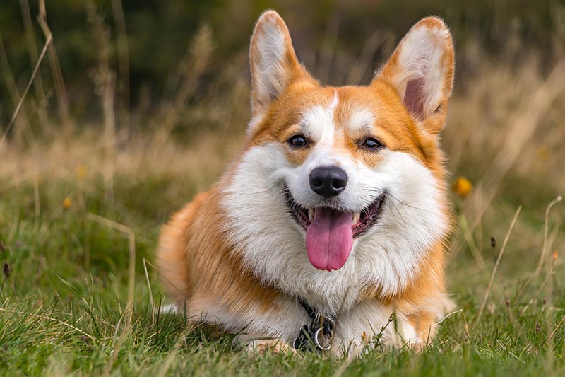 Is a Corgi a Hunting Dog? Breed Facts & FAQ