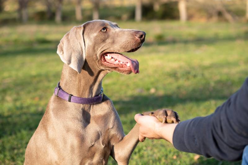 How to Train a Weimaraner: 10 Vet-Approved Tips & Common Mistakes to Avoid