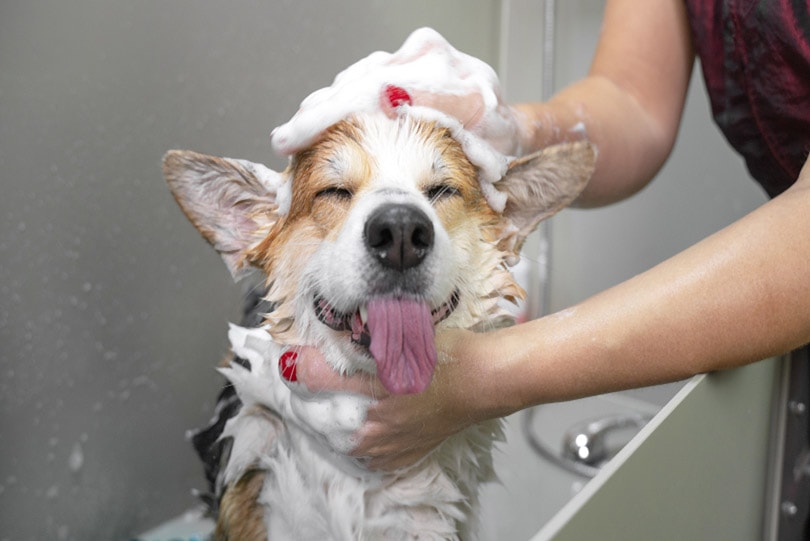 How Often Should I Bathe My Corgi? Vet-Reviewed Cleaning & Bath Tips
