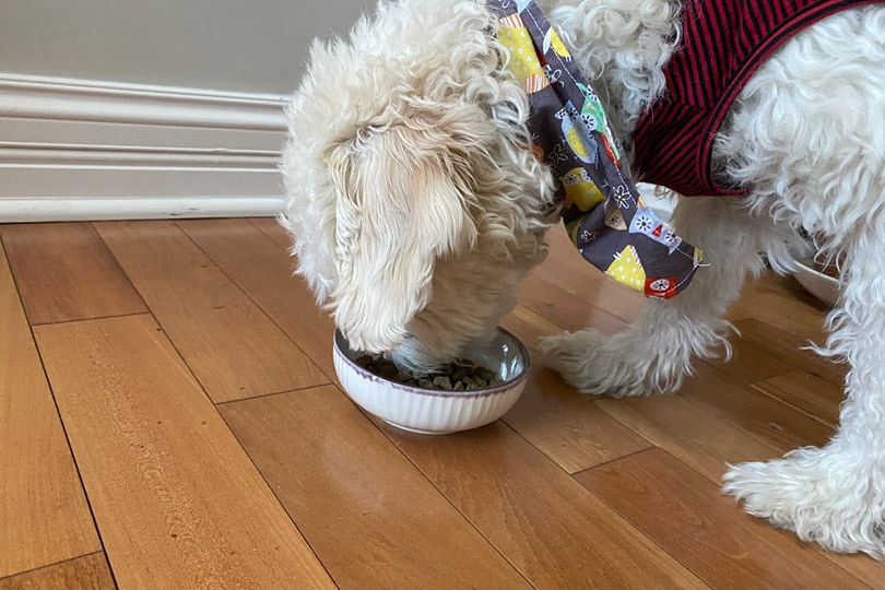 a white fluffy dog eating Petaluma’s Roasted Peanut Butter &amp; Sweet Potato Flavor dog food from a bowl