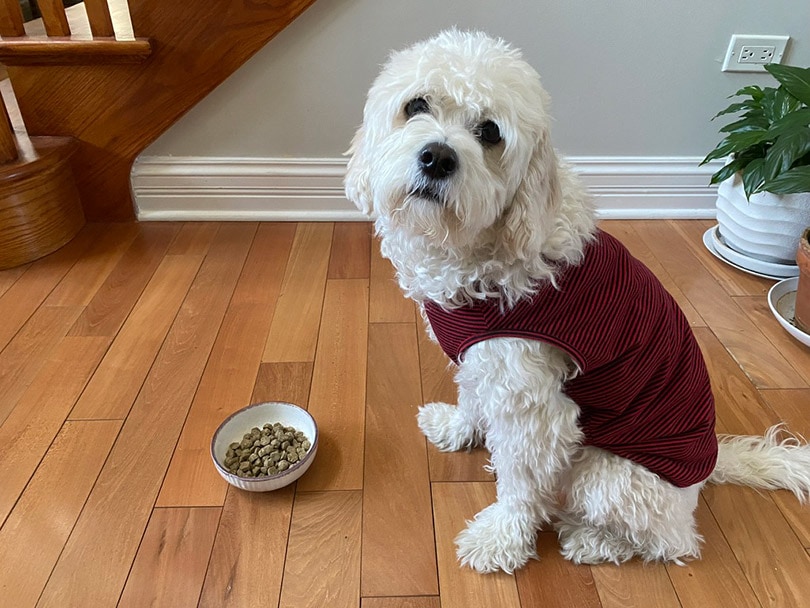 a white fluffy dog sitting next to a bowl with the Petaluma’s Roasted Peanut Butter &amp; Sweet Potato Flavor dog food