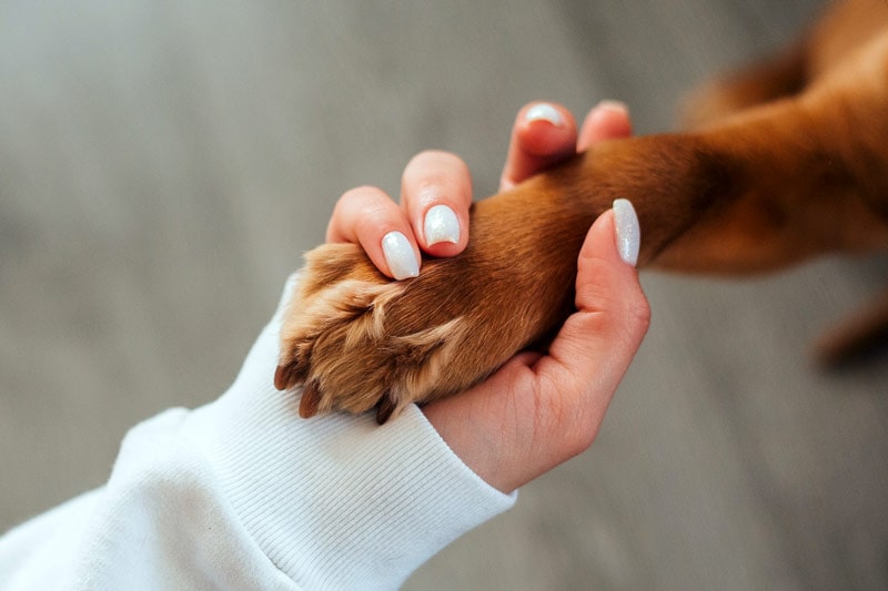 8 Common Dog Paw Problems & What to Do (Vet Answer)