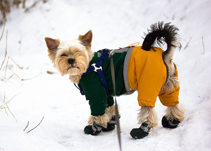 How to Train Your Dog to Wear Dog Boots: 5 Vet-Approved Tips