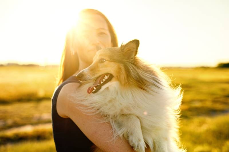 Do Shelties Like to Cuddle? Breed Facts & FAQ