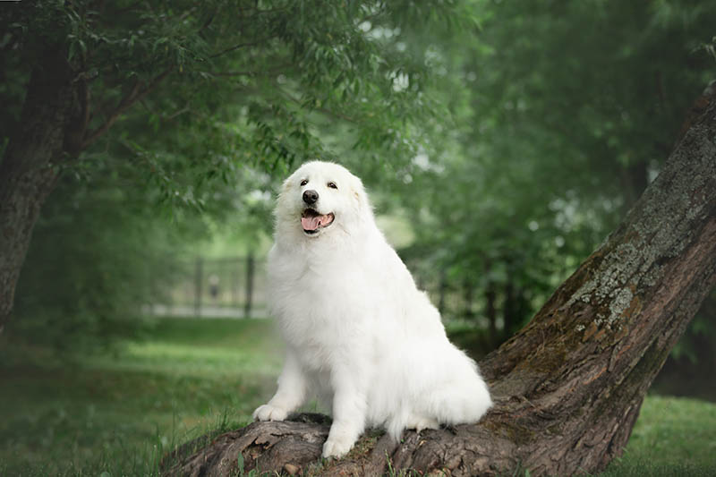 Abruzzese Mastiff: Info, Pictures, Temperament & More