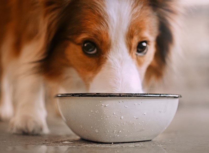 Why Does My Dog Smell Like Maple Syrup? 5 Vet-Approved Reasons & FAQ