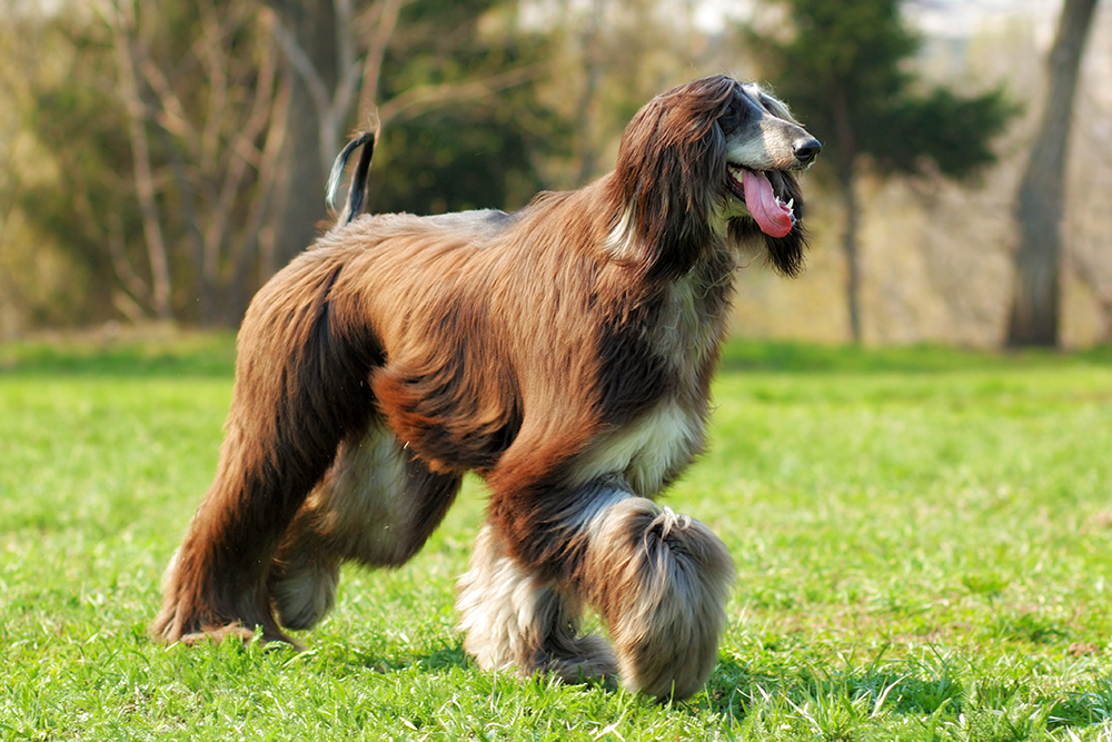 Afghan hound dog at the park