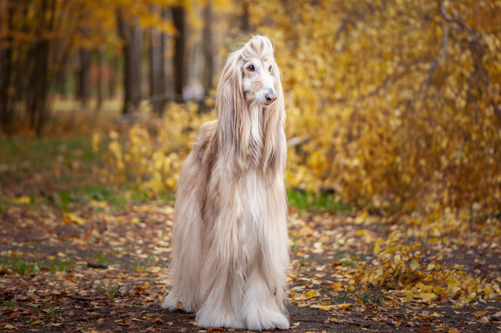 13 Most Difficult Dogs to Train: Info, Pictures & Facts