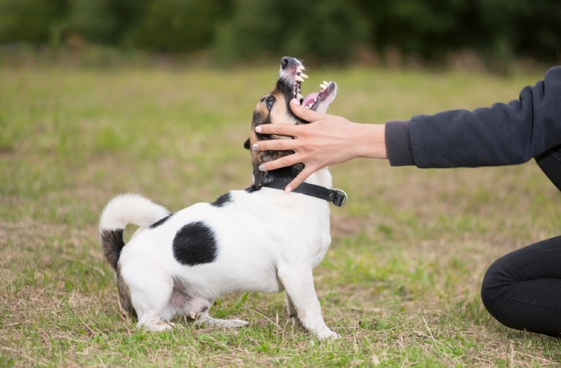 Why Are Smaller Dogs More Aggressive Than Larger Dogs? 4 Likely Reasons