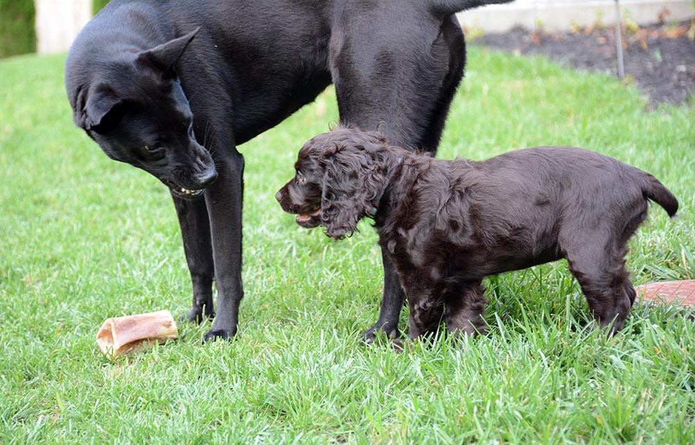 Social Aggression in Dogs: Signs, Causes & Solutions