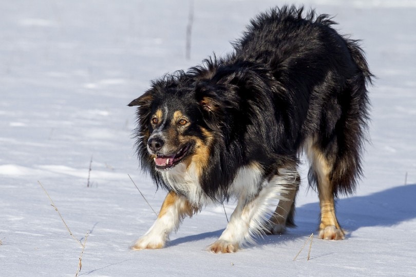 Predatory Aggression in Dogs: Can You Stop This Instinctive Behavior?
