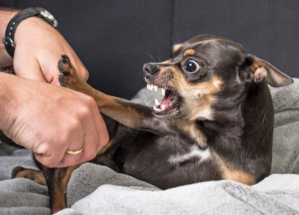 Why Are Chihuahuas So Aggressive? Breed Temperament & Likely Reasons