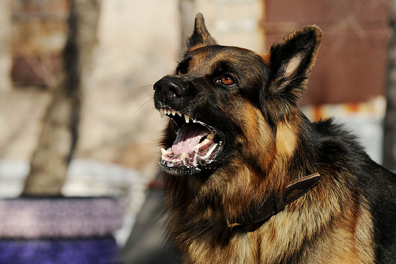 How Long Can a Dog Live With Rabies? Vet-Reviewed Risks & Dangers