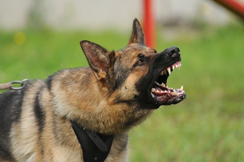 Protective Aggression in Dogs: Expert Tips to Recognize & Stop Behavior