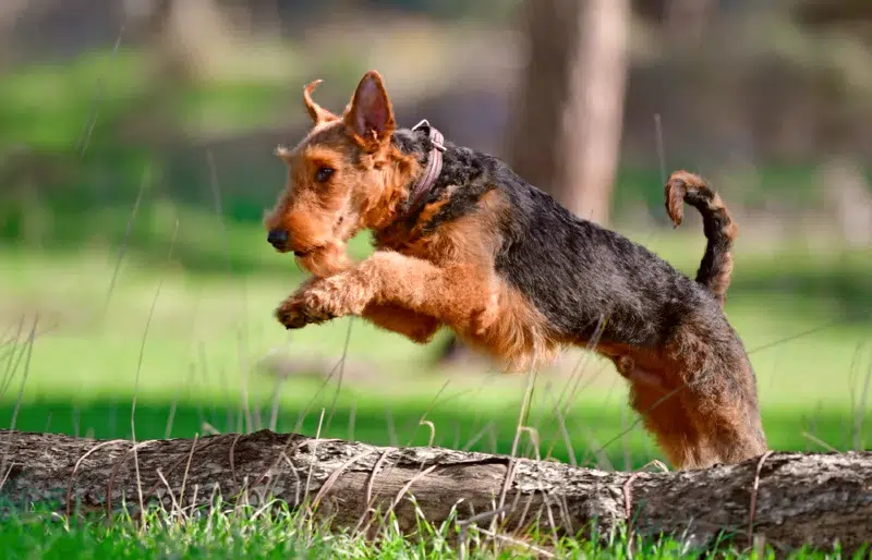 How Much Exercise Do Airedale Terriers Need? Vet-Verified Facts & Info