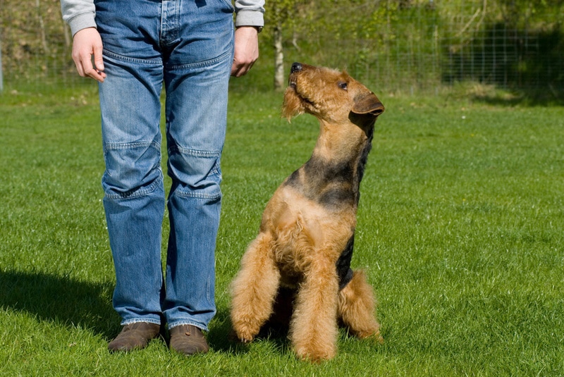 Are Airedale Terriers Good Guard Dogs? Vet-Reviewed History, Instinct & Intelligence