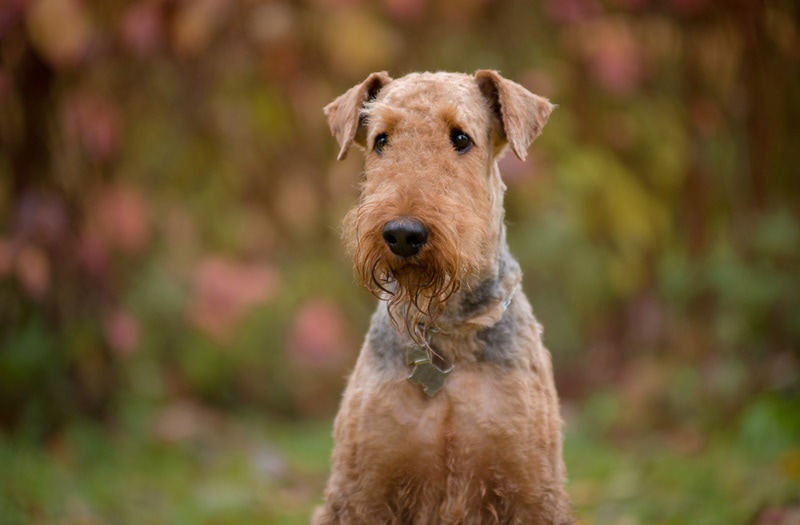 10 Dogs Similar to Airedale Terriers: With Info, Pictures & Traits