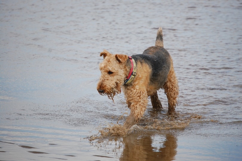 Airedoodle Dog Breed: Info, Pictures, Care, Temperament & Traits