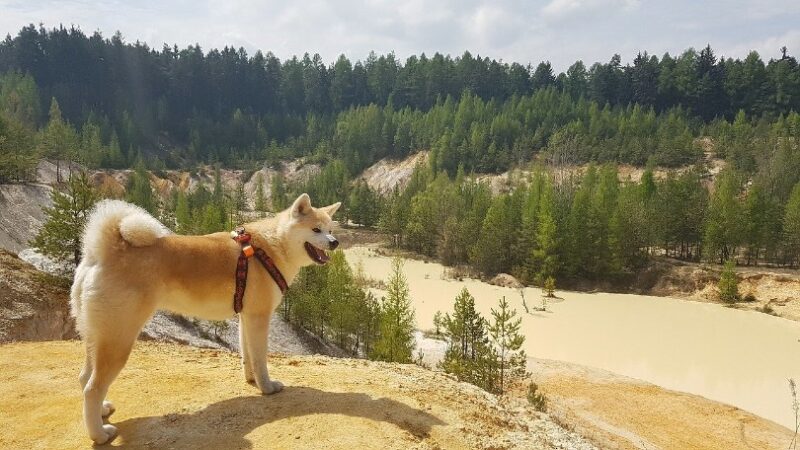 Dogs in Japanese Culture & History (Legends, Lore & Surprising Facts)