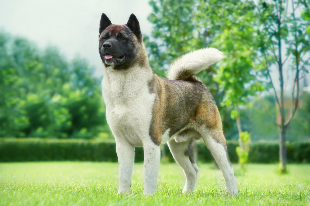 Akita Dog Breed: Info, Pictures, Care & Traits