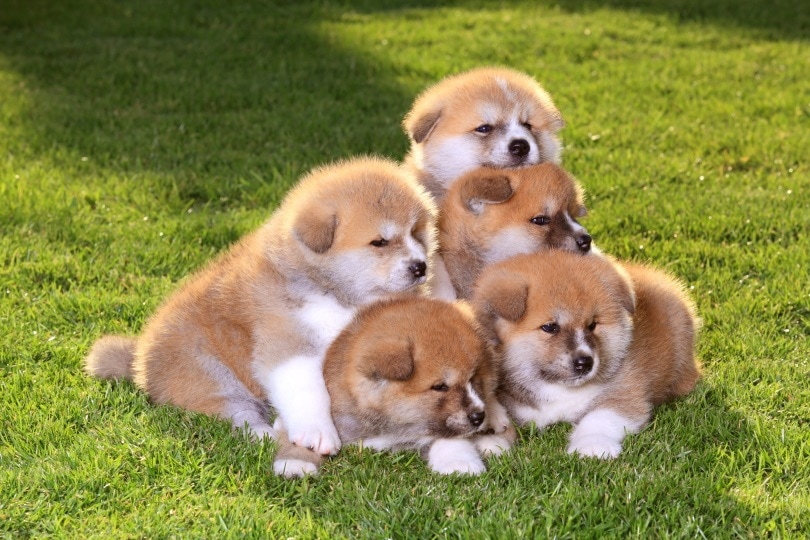 When Can Puppies Go Outside for the First Time? Vet-Reviewed Guide