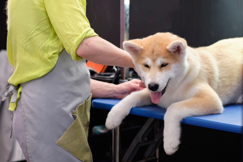 How to Groom an Akita: 10 Vet-Approved Tips & FAQ