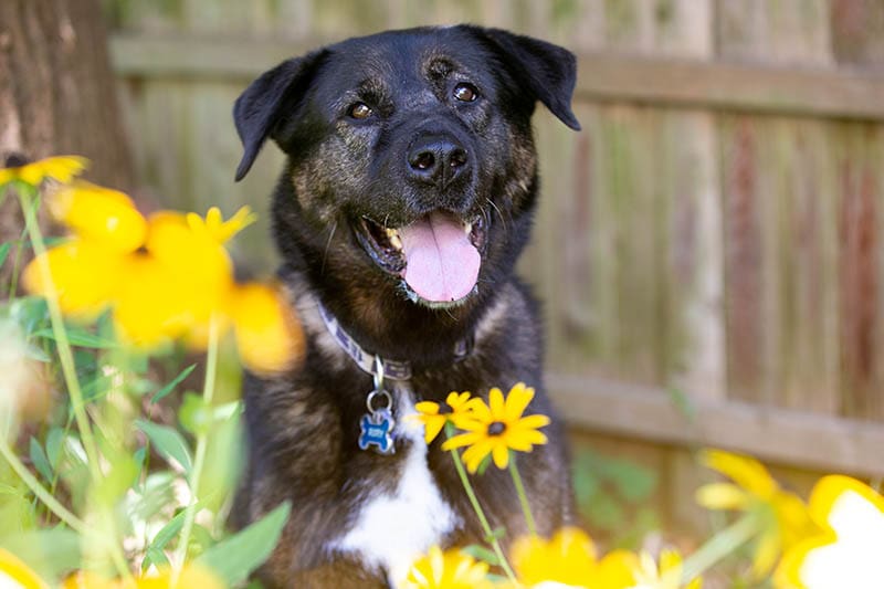 Akita Rottweiler Mixed Dog Breed: Info, Pictures, Care & More