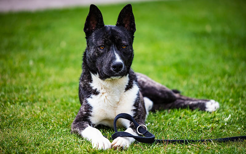 Akita Shiba Mix: Info, Pictures, Care Guide & Traits