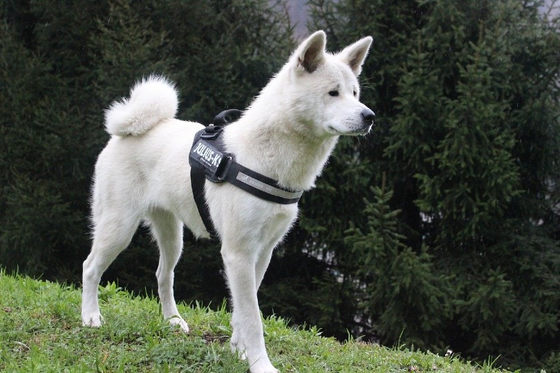 15 Surprising Dog Jobs Through History: Unusual Canine Careers