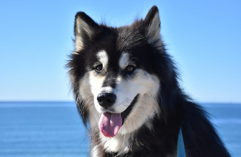 Alusky (Siberian Husky & Alaskan Malamute Mix): Info, Pictures & Care