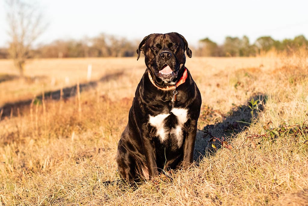 American Bulldog Lab Mix Dog Breed: Info, Pictures, Care Guide & Traits