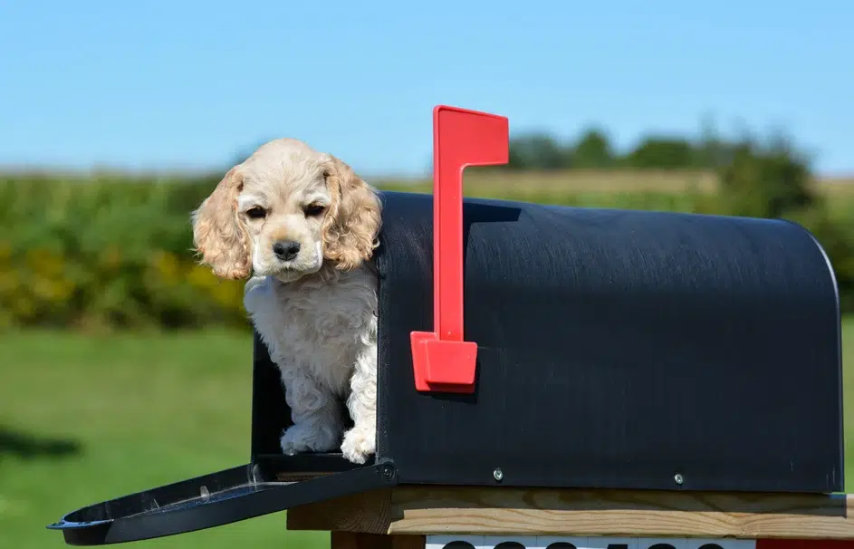 Why Do Dogs Hate the Mailman? Dog Myths Debunked & Vet-Reviewed