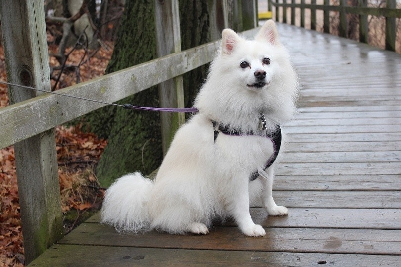 Is an American Eskimo Dog Good for a First-Time Dog Owner? Care & Traits Explained
