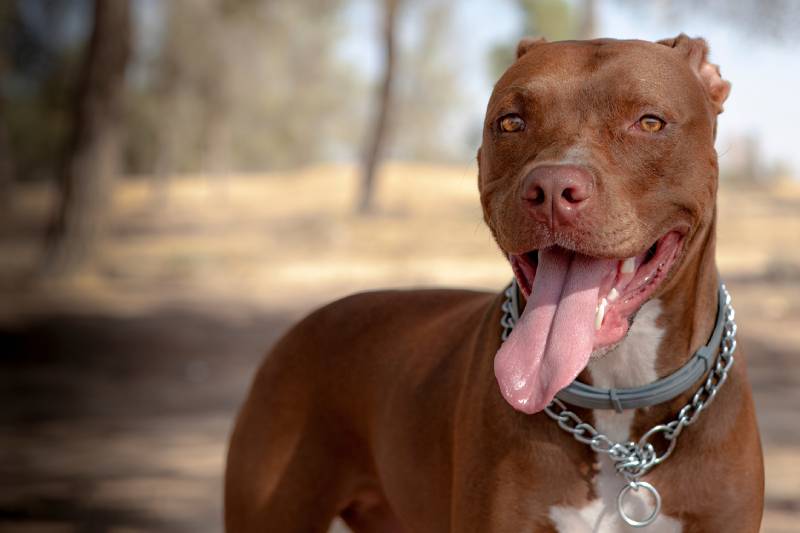 Red Nose Pitbull: Info, Pictures, Origin & History