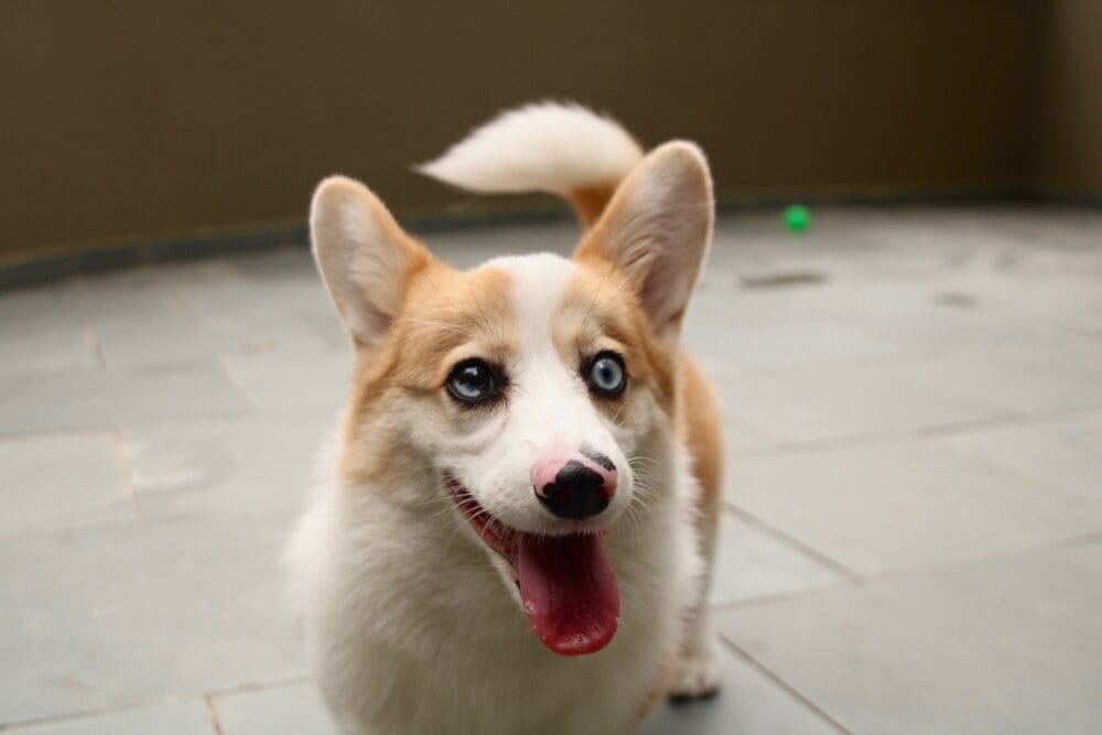 What Colors Do Dogs Like Best? Canine Sight Explained (Vet-Verified)