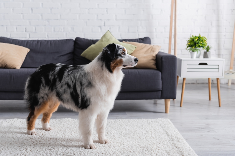 an australian shepherd dog standing by the sofa