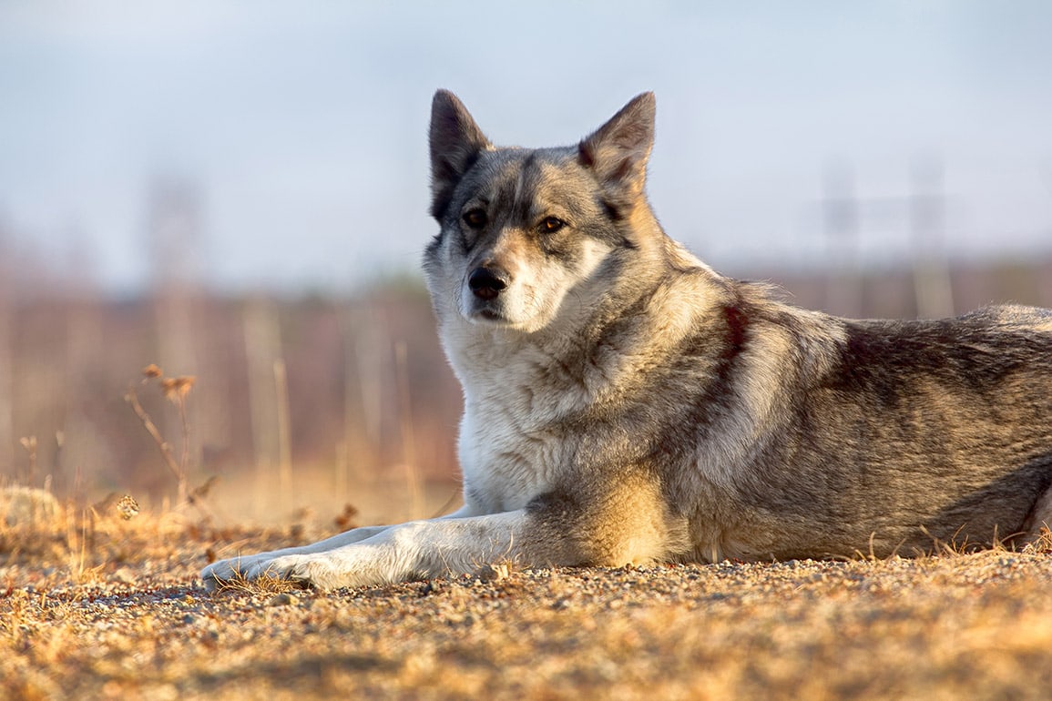 East Siberian Laika Dog Breed: Info, Pictures, Care & More