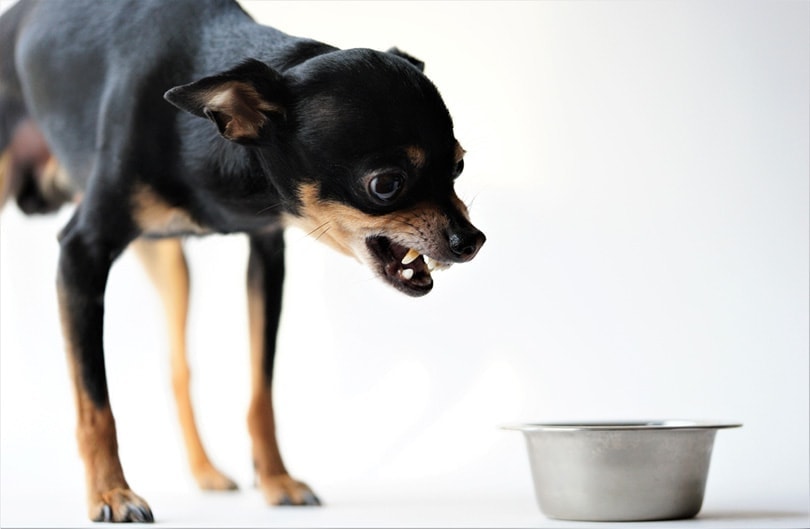 Why does my dog bark at his food?