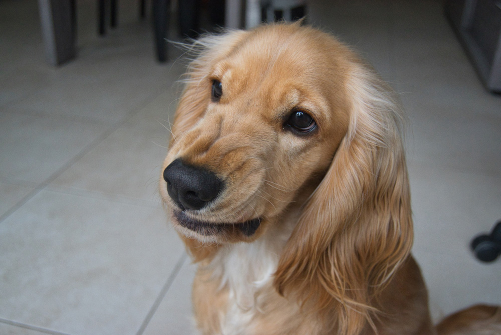 Why Is My Dog Being Aggressive? 8 Common Triggers (Vet Reviewed)