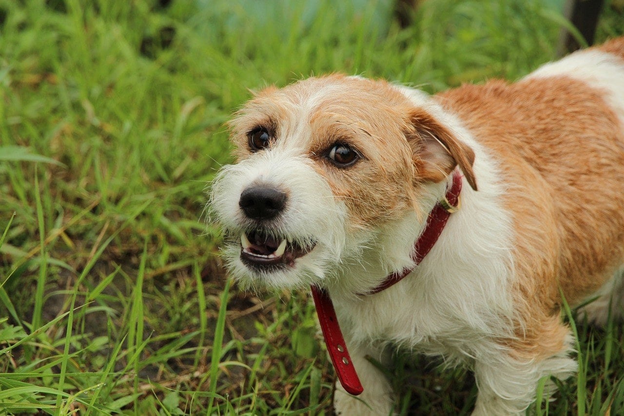 Fear Aggression in Dogs: Vet-Verified Signs, Triggers & Tips