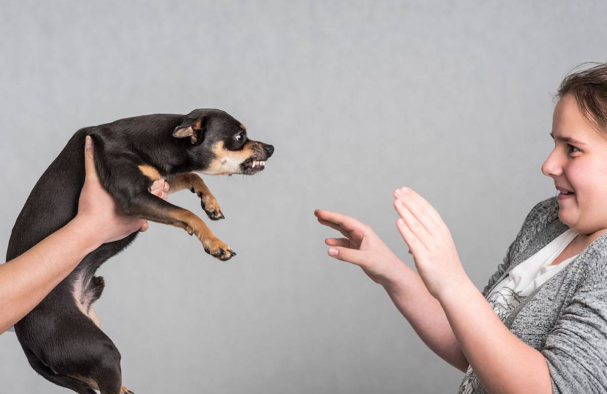 Do Dogs Get Annoyed? Vet-Verified Facts & Info