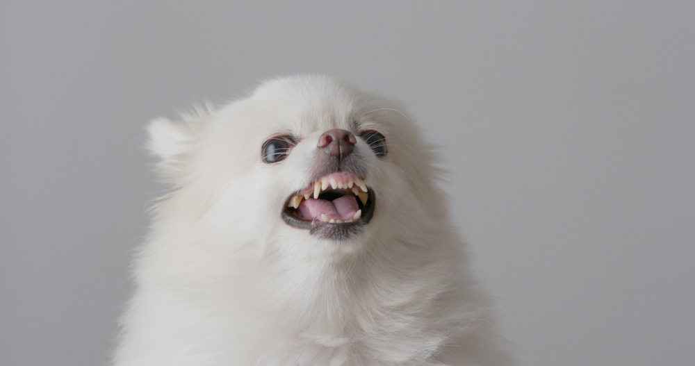 Why Is My Dog Becoming Aggressive? 10 Vet-Verified Reasons Explained