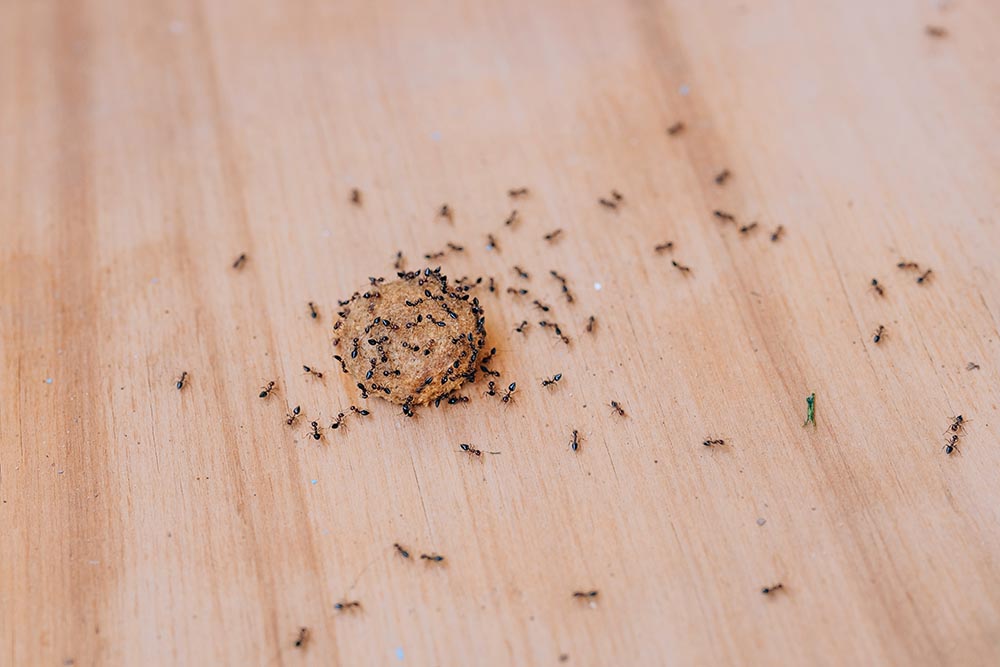 How to Keep Ants Out of Dog Food: 10 Easy & Effective Tips